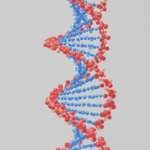 Brin d'ADN en rouge et bleu
