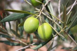 2 olives sur olivier