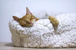 un chat roux dort dans un panier en tissus blanc