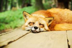 un renard endormi sur un plancher