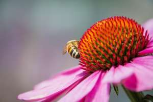 une abeille sur une fleur d'échinacée