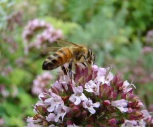 abeille butine fleurs de thym