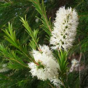 fleurs blanches du tea tree
