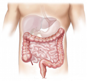 le système digestif: intestins